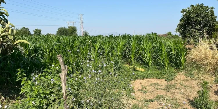 Alkol ve ışık ihlali kazayı beraberinde getirdi: 2 yaralı