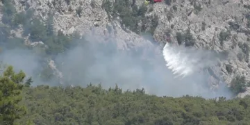 Sinop’ta ayı görüntülendi