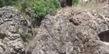 Sinop’ta ayı görüntülendi