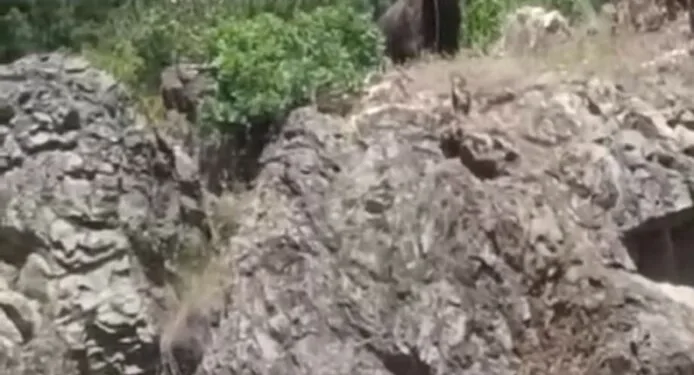 Sinop’ta ayı görüntülendi