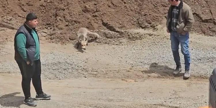 Sinop’ta ayı görüntülendi