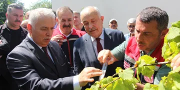 Sinop’ta ayı görüntülendi