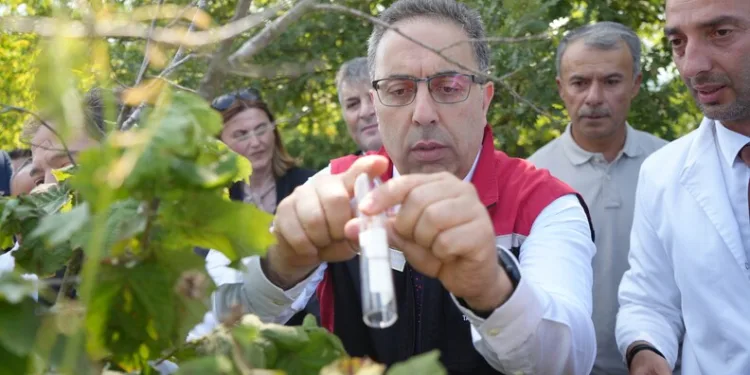 Sinop’ta ayı görüntülendi