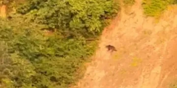 Sinop’ta ayı görüntülendi
