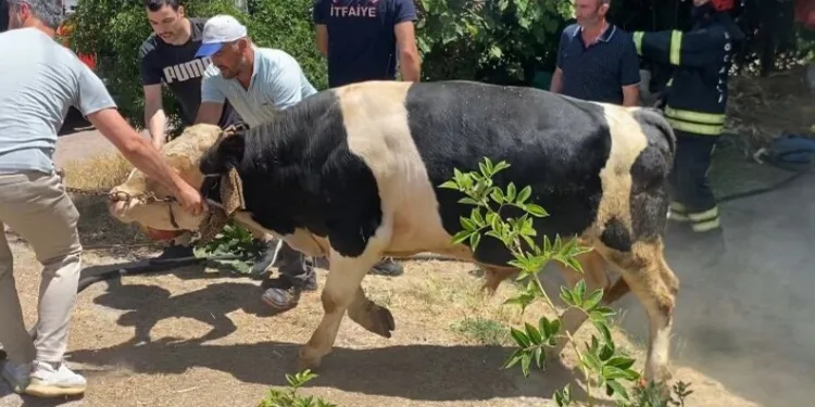 İzmarit önce otları, sonra ahırı yaktı