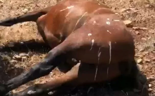 Akhisar’da başlayan orman yangınına müdahale devam ediyor