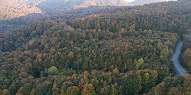 Zonguldak’ta ormanlara girişler yasaklandı