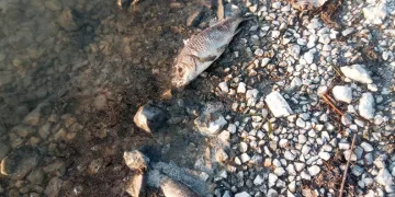 Eğirdir Gölü’nde yüzlerce sazan balığı ölü bulundu