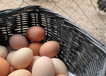 Yumurta üretimi 6 ayda 330 milyon adet azaldı