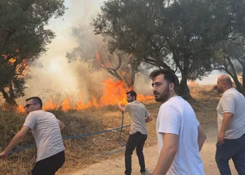 Bursa’da 20 zeytin ağacı yandı: 2 çocuk gözaltında