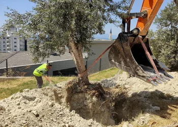 Kuşadası Belediyesi zeytin ağaçlarını yaşatıyor