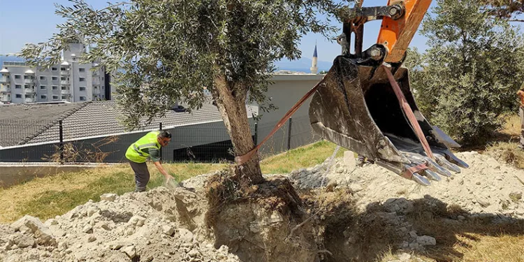 Kuşadası Belediyesi zeytin ağaçlarını yaşatıyor