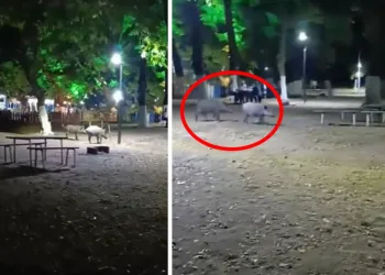 Bursa’da aç kalan domuzlar, piknik alanında görüntülendi