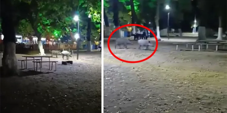 Bursa’da aç kalan domuzlar, piknik alanında görüntülendi