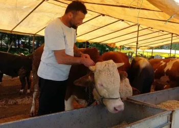 Ülke genelinde tüm hayvan pazarları kapatıldı