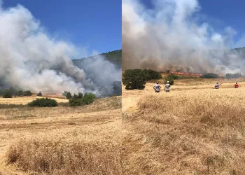 Yenişehir’de buğday tarlasında çıkan yangın ormana sıçradı