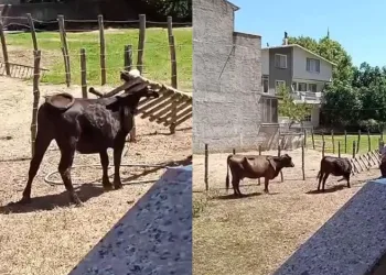 Meraklı ineğin başı sıkıştı