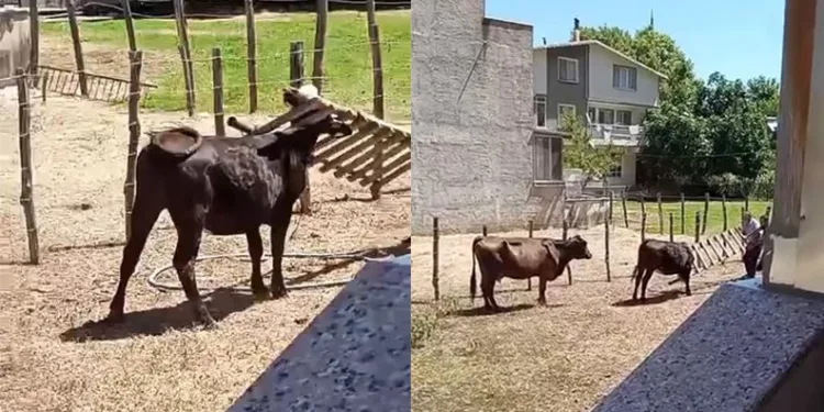 Meraklı ineğin başı sıkıştı