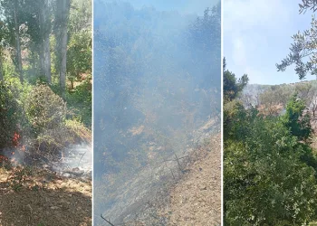 İznik’te orman yangını büyümeden söndürüldü