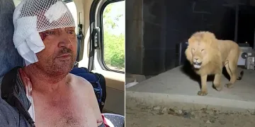 Aslanın saldırısına uğrayan çiftçi o anları anlattı