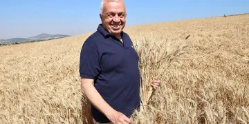 Nilüfer’de buğday hasadı başladı