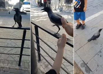 Yaralı kargayı Bursalı esnaf kurtardı