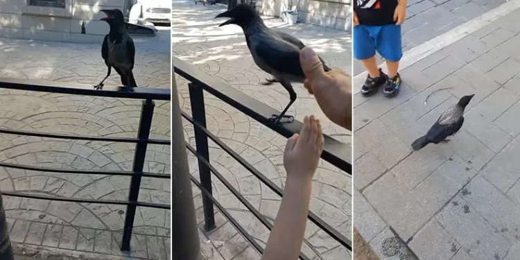 Yaralı kargayı Bursalı esnaf kurtardı