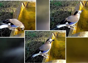 Ormanların renkli sesi alakarga Uludağ’da görüntülendi