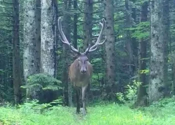 Bursa’nın dağlarında kızıl geyik, fotokapana takıldı
