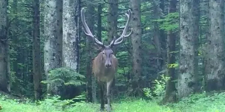 Bursa’nın dağlarında kızıl geyik, fotokapana takıldı