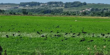 Nesli tehdit altındaki çeltikçi kuşları Sinop’ta görüntülendi