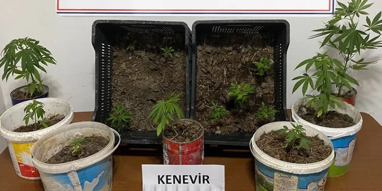 Karabük’te iki evde 14 kök kenevir ele geçirildi