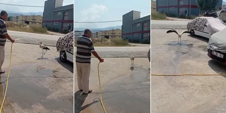 Sıcaktan bunalan leyleği hortumla serinletti