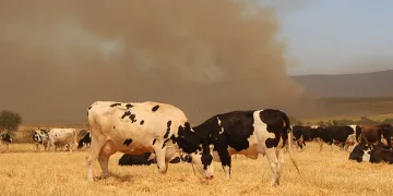 Çanakkale’deki yangında köylüler hayvanlarını korumak için tarlalarda bekletiyor
