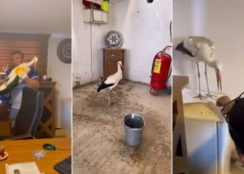 Yaralı leyleğe şefkat eli