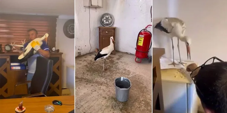 Yaralı leyleğe şefkat eli