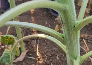 Tekirdağ’da çekirge istilası