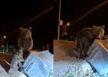 Uludağ’da aç kalan ayılar çöplere dadandı
