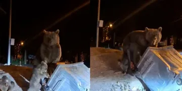 Uludağ’da aç kalan ayılar çöplere dadandı