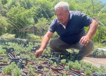 Uludağ etekleri lavanta kokacak