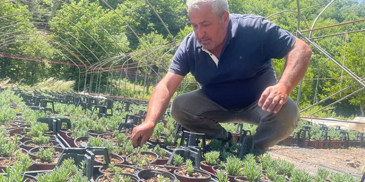 Uludağ etekleri lavanta kokacak