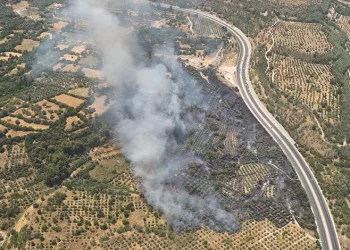 Muğla’da orman yangını