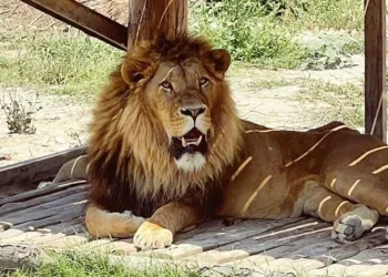 Firari aslan alarmı: Bir yaralı