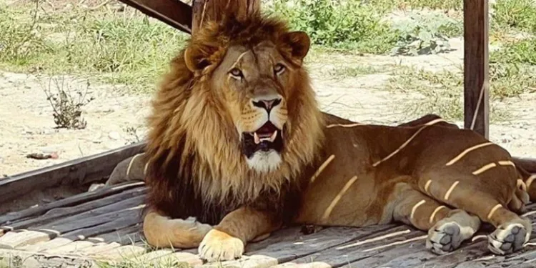 Firari aslan alarmı: Bir yaralı