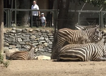 Bursa Hayvanat Bahçesi’nde zebra ailesi genişliyor