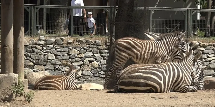 Bursa Hayvanat Bahçesi’nde zebra ailesi genişliyor