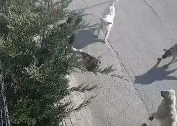 Bursa’da işe giderken sokak köpeklerinin saldırısına uğradı