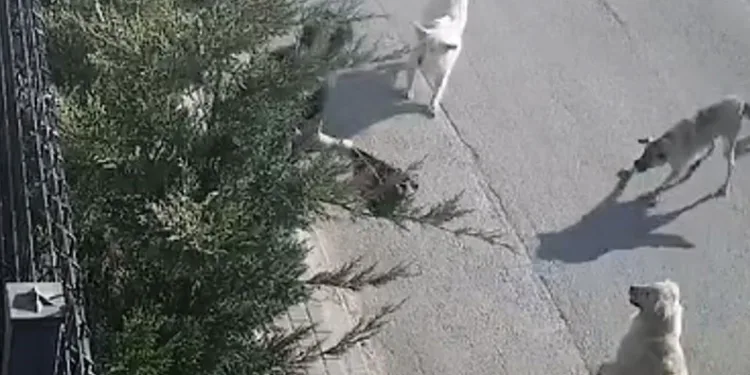 Bursa’da işe giderken sokak köpeklerinin saldırısına uğradı