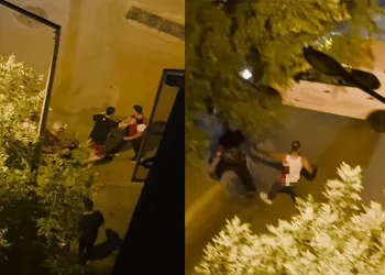 Bursa’da aç kalan domuzlar, piknik alanında görüntülendi