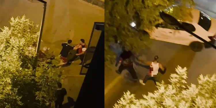 Bursa’da aç kalan domuzlar, piknik alanında görüntülendi